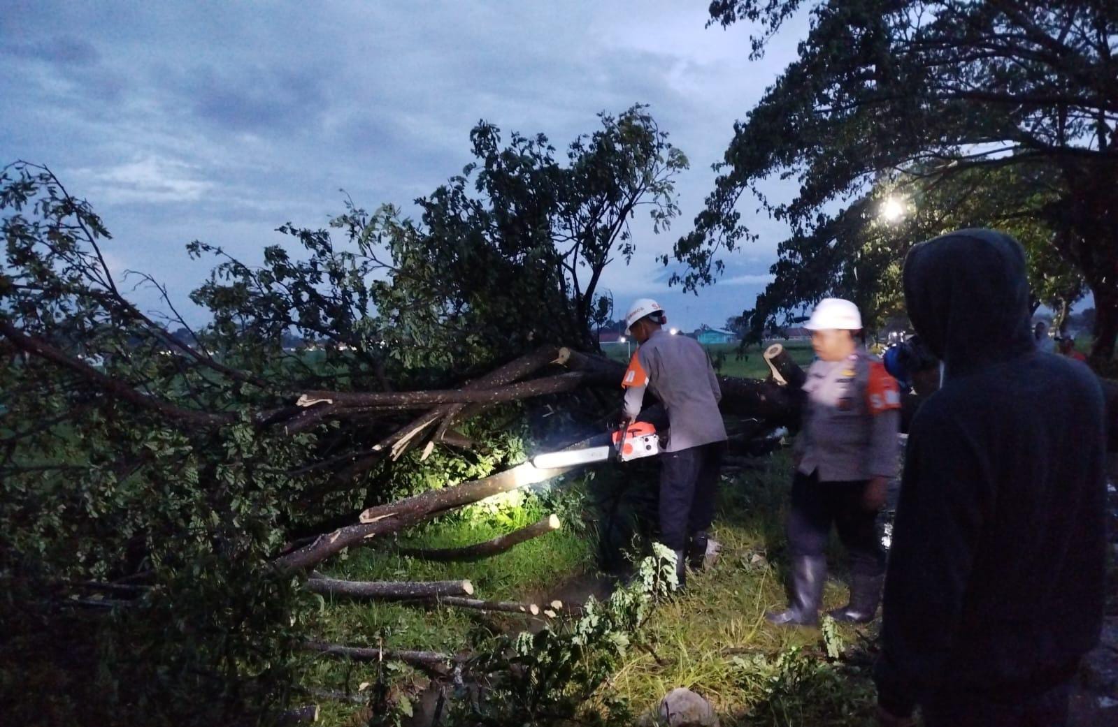 Respon Cepat Brimob Kompi 4 Batalyon C Pelopor Evakuasi Pohon Tumbang di Desa Winong