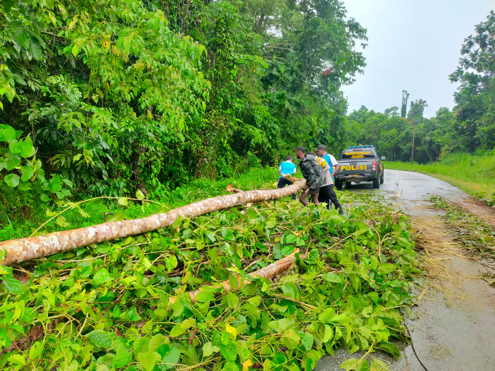 Polsek Bonggo dan Warga Gotong Royong Bersihkan Pohon Tumbang di Jalan Trans Jayapura-Sarmi